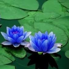 Neel Poddo Flower Plant