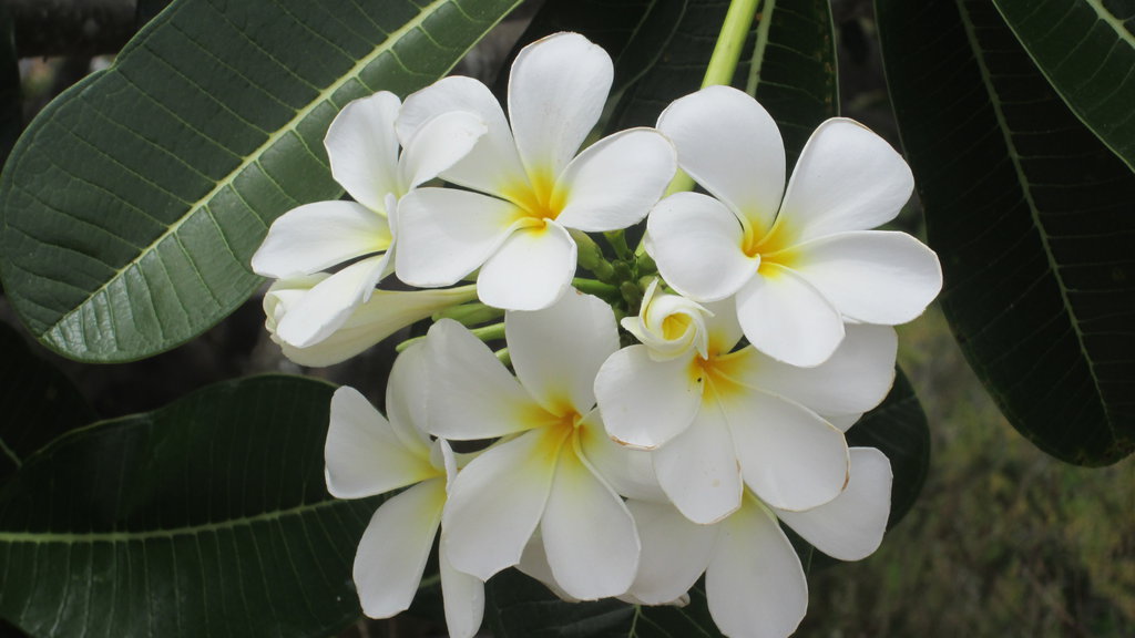 Plumeria White (kath golap)
