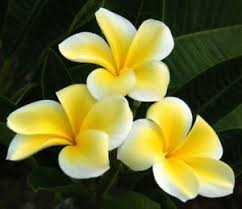 Plumeria Yellow (kath golap)