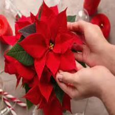 Poinsettia Flower Plant