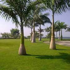  Royal Palm Plant