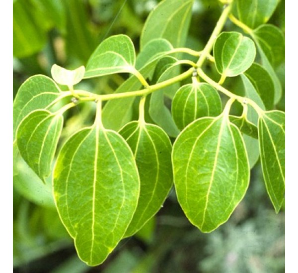 Dalchini Plant
