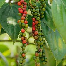 Gool Morich – Spice