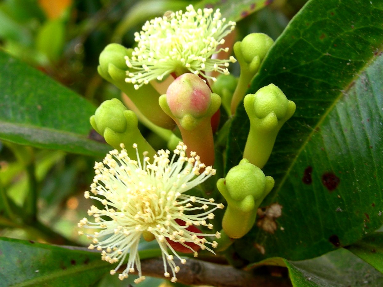 Lobongo Plant Indian
