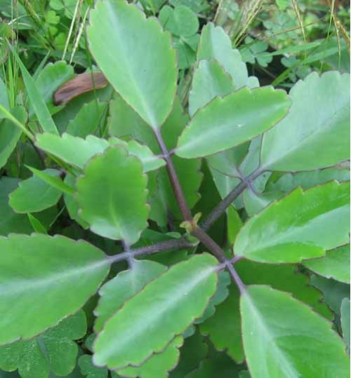 Pathorkuchi Tree Plant