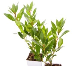Tejpata Plant