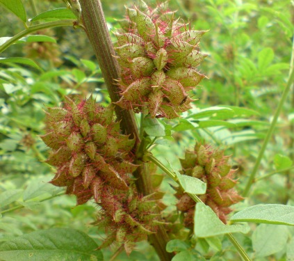Yashtimadhu Tree Plant josti modhu যষ্টিমধু