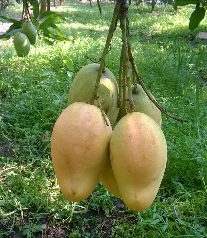 Katimon Mango Tree Plant-All Season