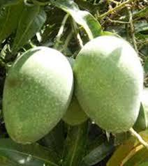 Gopalbhog Mango Plant