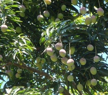 Gouromati Mango Plant