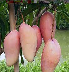 Red Ivory Mango Tree Plant