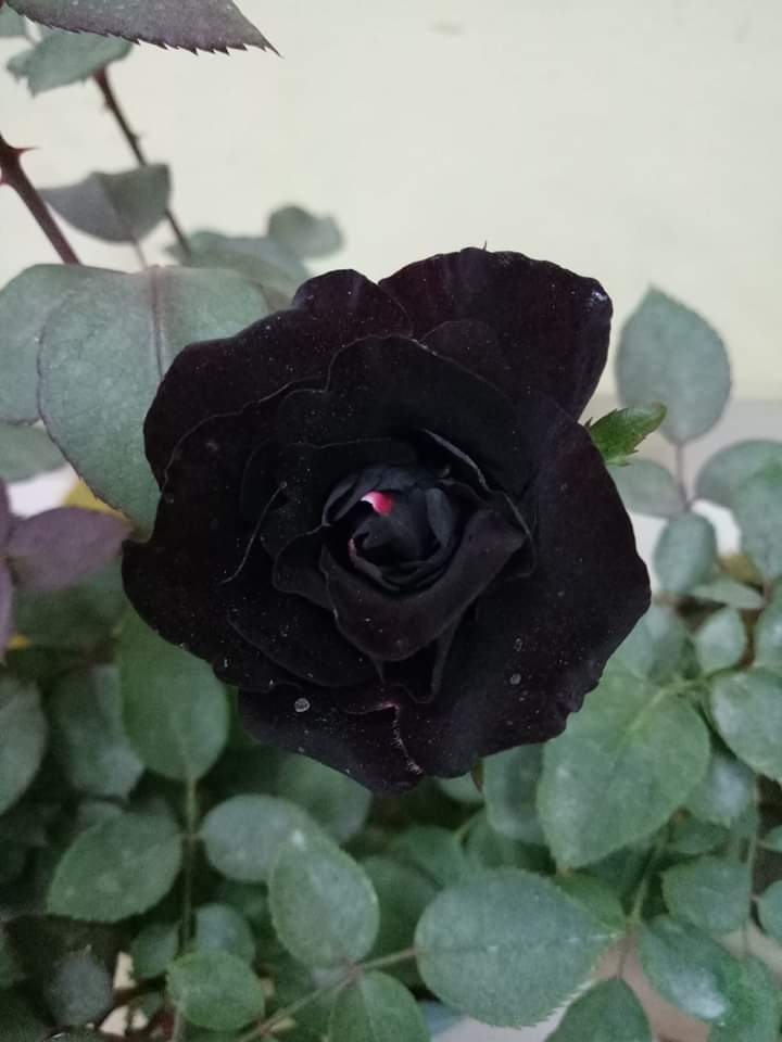 Black Rose Plant
