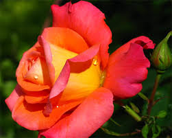Changer Rose 3 Colour