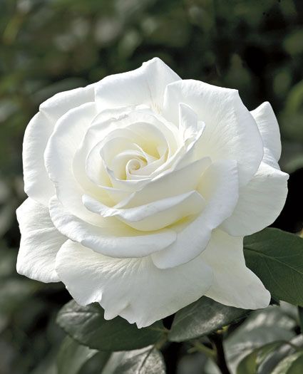 Doble White Rose