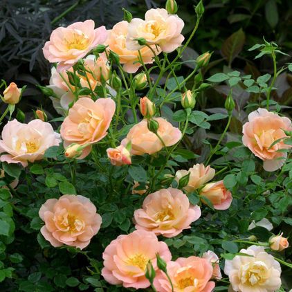 Hazari Rose Plant