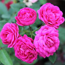 Hazari Rose Plant Indian