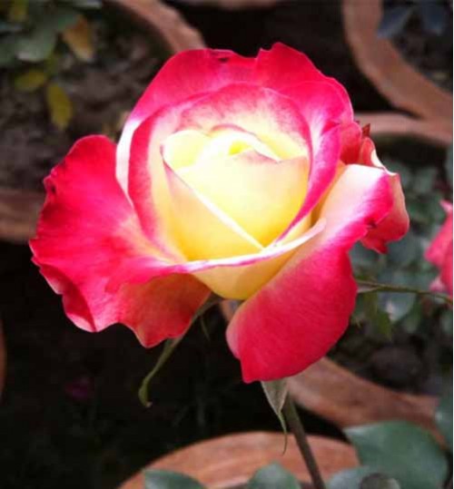 Kushum Colour Rose Plant