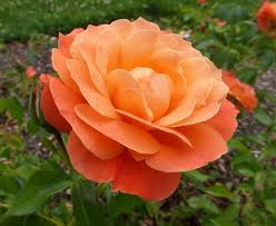 Orange Rose Plant