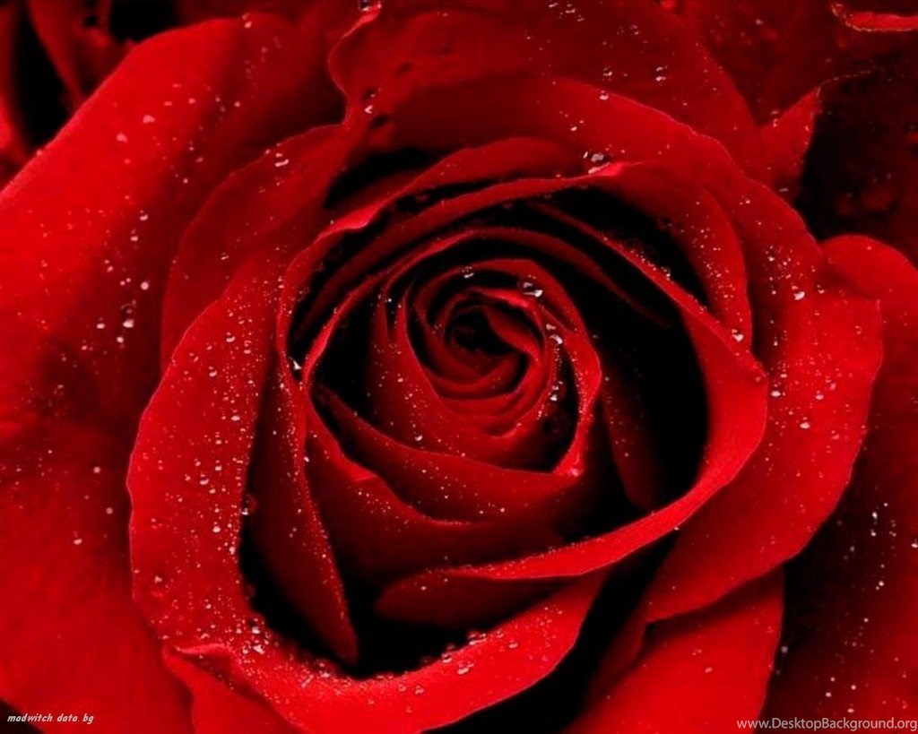 Pavamelan Rose Plant