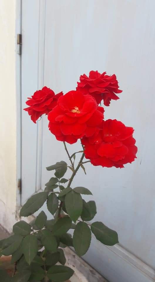 Sindoori Rose Plant