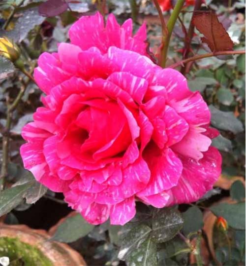 Tajmohol Tata Rose Plant