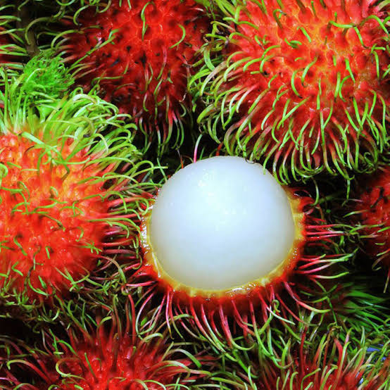 Rambutan seed Fruit Plant