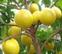 Abiu Fruit Tree Plant