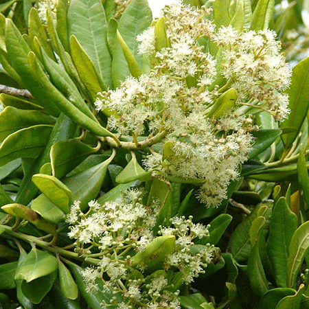 Allspice Tree Plant