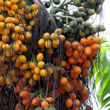 Hybrid Supari Plant