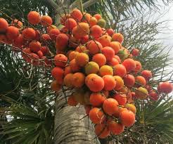 Munggia Supari Thailand