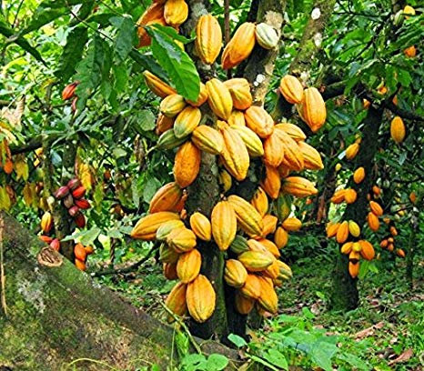 Cocoa Fruit Tree-Chocolate Plant