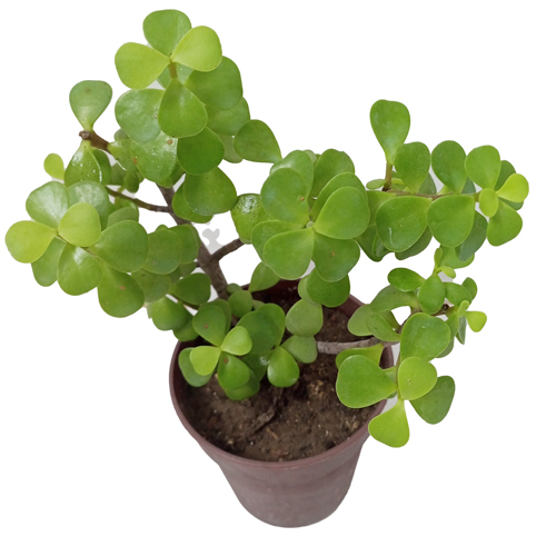 Jade Plant Bonsai Material Indoor & Outdoor plant with pot in bd Bangladesh
