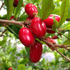 Miracle berry fruit