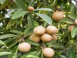 Chikoo, Chiku, Sapota (Grafted) Fruit Plant