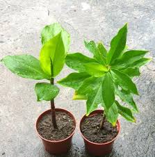 Insulin plant
