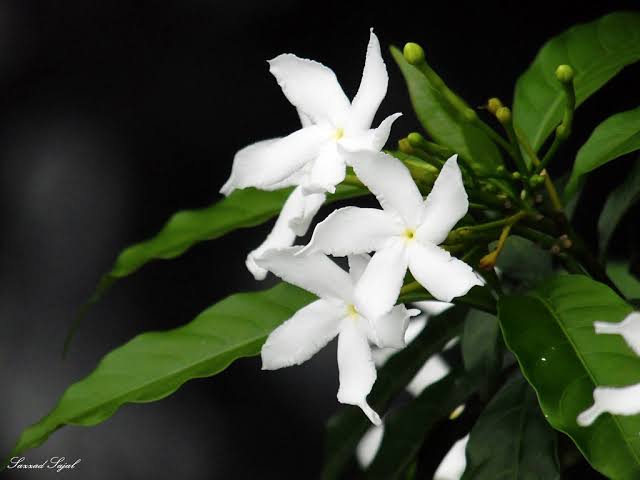 Maloti Flower Plant কাঠ মালতী ফুল 