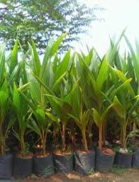 কেরালা নারিকেল চারা 