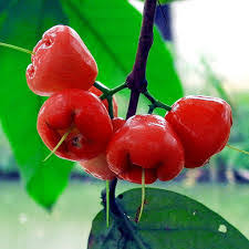 Water Apple - Red Jamrul  