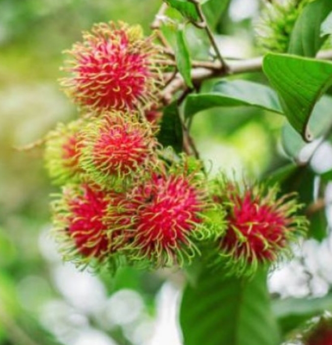 Rambutan Fruit Plant