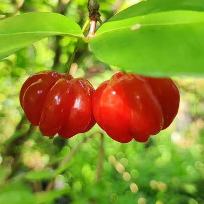 Surinam Cherry Plant - Eugenia Uniflora