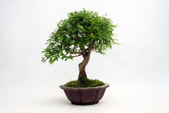 Pomegranate Plant Bonsai