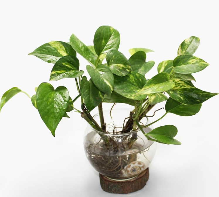 Golden Pothos in water Planter