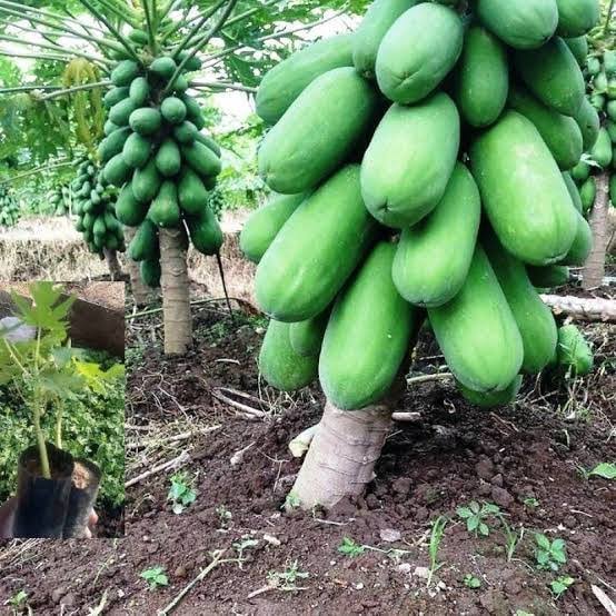 Top lady papaya