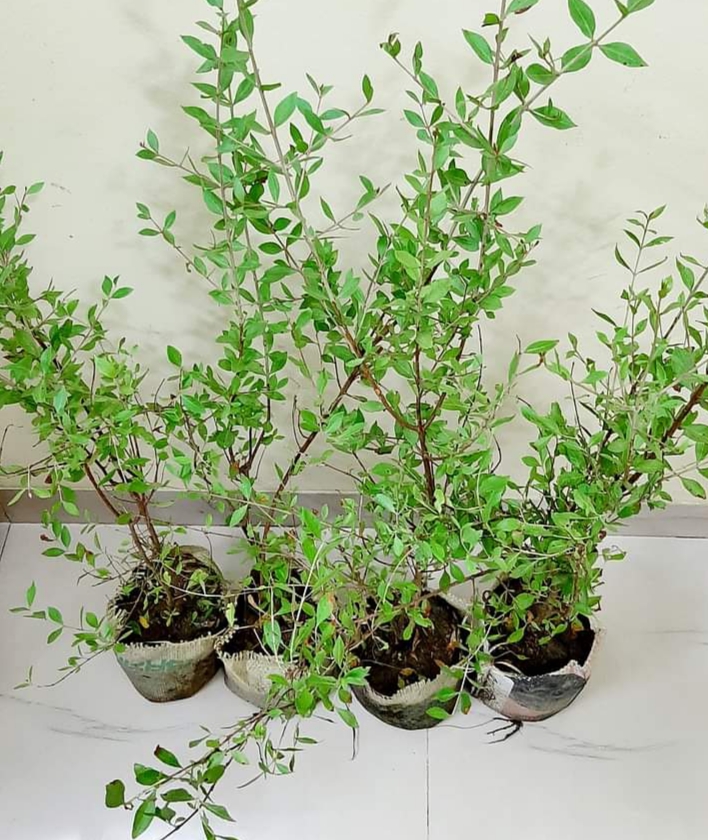 Mehndi tree