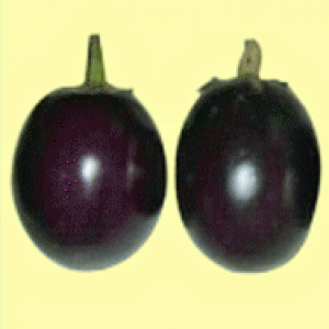 বারি বিটি বেগুন-৩