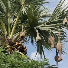 Tal Fruit Tree Plant