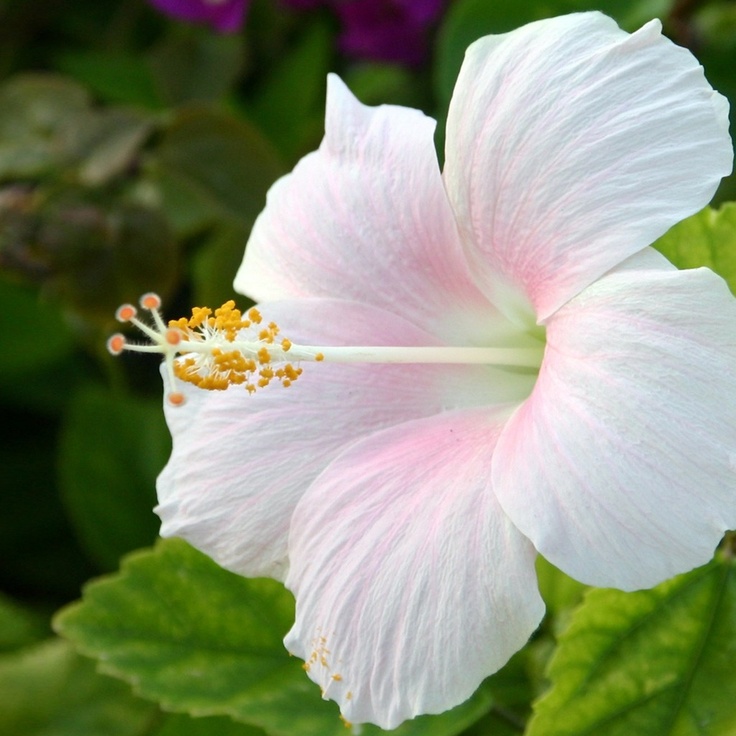 White Joba Indian Hybrid