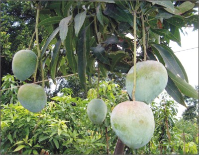 Bari 4 Mango Plant-বারি ৪ আম