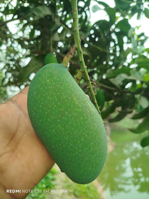 Nagfazli mango