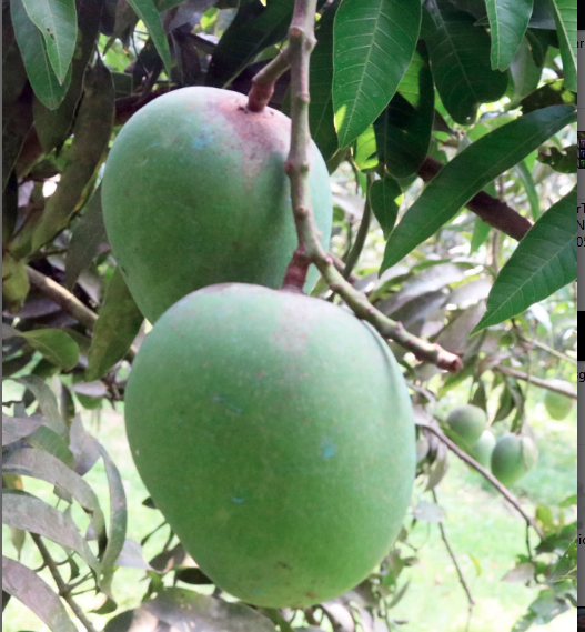 Khirshapati mango 